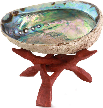 Natural Abalone (Pāua) Shell, with Stand,6-6.5 Inches,Supreme for Smudging,Cleansing Home,Meditation,Shell Crafts,Incense Holder,100% Natural, Sustainably Sourced by Ocean Shell Studios NZ