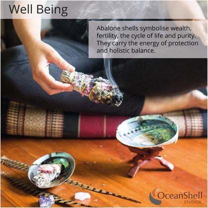 Natural Abalone (Pāua) Shell, with Stand,6-6.5 Inches,Supreme for Smudging,Cleansing Home,Meditation,Shell Crafts,Incense Holder,100% Natural, Sustainably Sourced by Ocean Shell Studios NZ