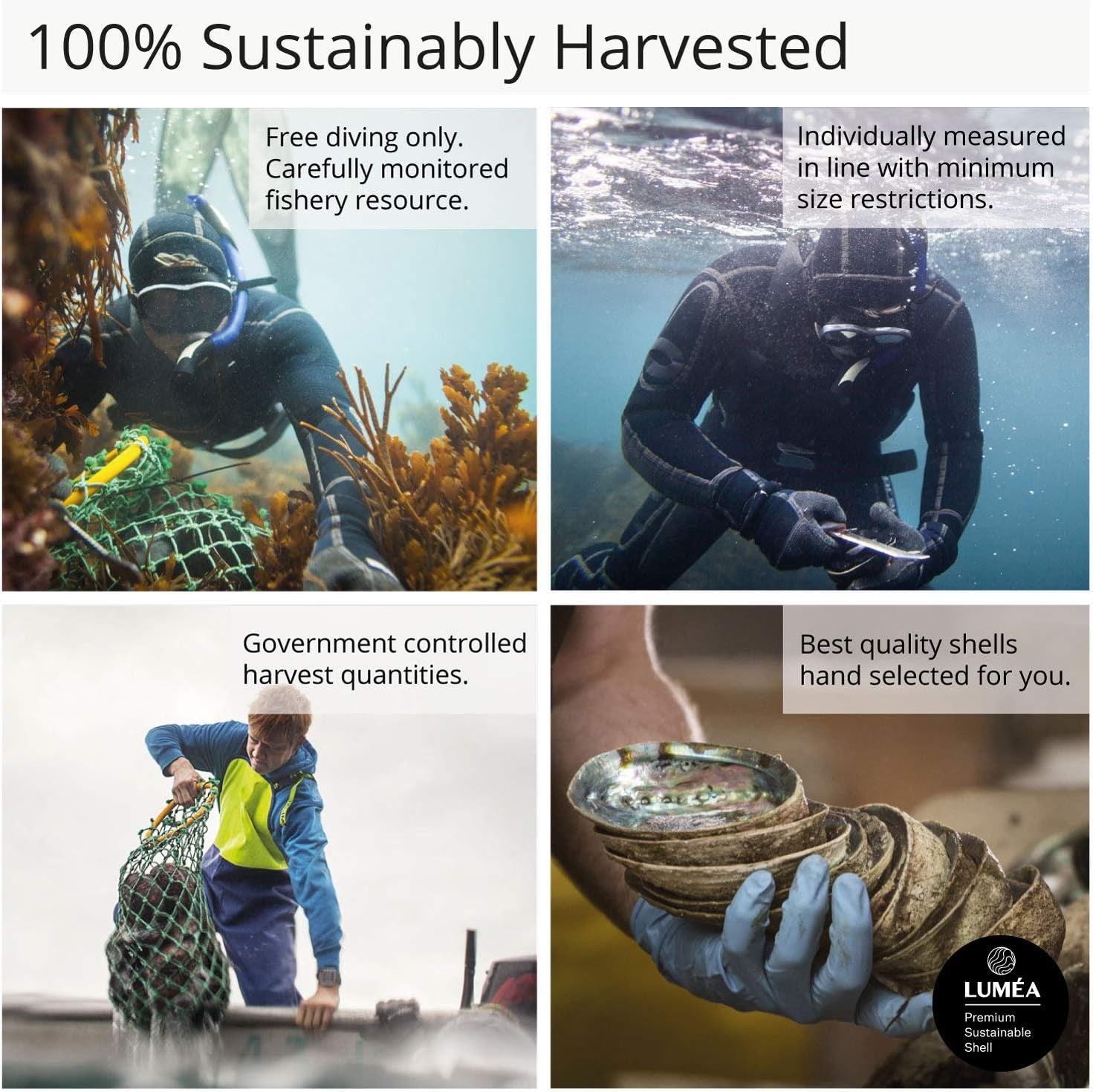 Natural Abalone (Pāua) Shell, with Stand,6-6.5 Inches,Supreme for Smudging,Cleansing Home,Meditation,Shell Crafts,Incense Holder,100% Natural, Sustainably Sourced by Ocean Shell Studios NZ